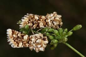 Image result for Hadena irregularis