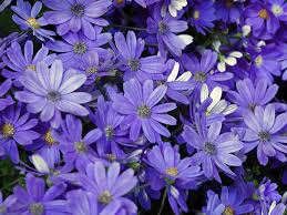 Image result for Cineraria mazoensis