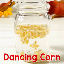 Dancing Corn Science Experiment