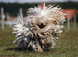 It's the dreadlocks flock guardian meet the common door. Komondor Hd Wallpapers 7wallpapers Net