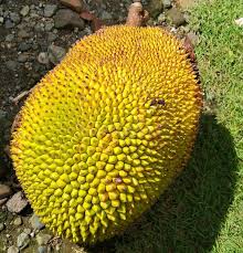 Image result for Artocarpus heterophyllus