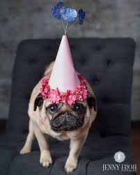 Pug Birthday Hat Dog Birthday Hat Pug Birthday Pug Party