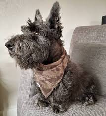 The Scottish Terrier What A Diehard Fan Needs To Know K9 Web