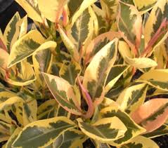 Image result for Ficus obliqua