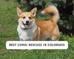 However, being the college student as we are. Welsh Corgi Rescue