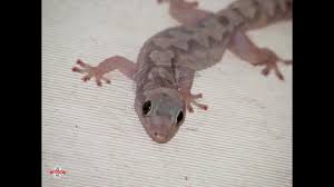 يعتبر الوزغ أو البرص أو أبو بريص من الحيوانات غير المرغوبة في البيت بسبب الأمراض التي يسببها وشكله المخيف هنا نستعرض أسلوب التخلص من الوزغ الأمثل. ÙƒÙŠÙ ØªØ·Ø±Ø¯ Ø§Ù„ÙˆØ²Øº Ø§Ø¨Ùˆ Ø¨Ø±ÙŠØµ Ø§Ù„Ø¨Ø±Øµ Ù…Ù† Ù…Ù†Ø²Ù„Ùƒ Ø¯ÙˆÙ† Ù„Ù…Ø³Ù‡ ÙˆÙ„Ù† ÙŠØ¯Ø®Ù„ Ù…Ù†Ø²Ù„Ùƒ ØªØ§Ù†ÙŠ Ø§Ø¨Ø¯Ø§ Youtube Lizard Animals