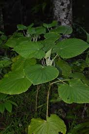 Image result for Piper umbellatum