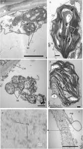 However, the dead excrusion product of the living protoplast was forgotten, for almost three centuries, being the subject of scientific interest mainly as a resource for industrial processing or in relation to animal or human health. Transmission Electron Micrographs Tem Of Cell Ultrastructure In Lower Download Scientific Diagram