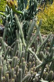 Image result for Euphorbia espinosa