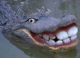 Ciri morfologi tanaman lidah buaya. Sharon Loh Said All Singaporean Men Are Buayas And I Disagree The Independent News