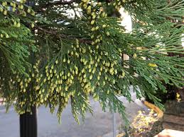 Image result for Calocedrus decurrens