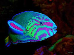 Wrasse Saltwater Aquarium Fish Beautiful Sea Creatures Aquarium Fish