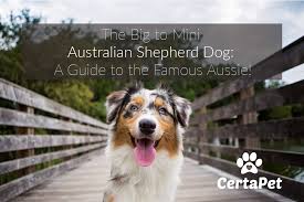 all you need to know about the beautiful australian shepherd