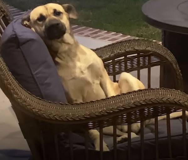 Woman wakes to find an unknown dog on her patio furniture that refuses to leave