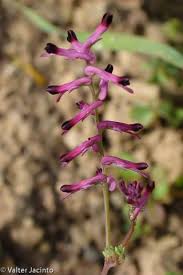 Image result for Fumariaceae