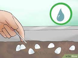 The detail gets you where you want to be. How To Take Care Of Lizard Eggs With Pictures Wikihow