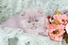 Persian Cats | Persian Cats For Sale | Persians Kittens ...