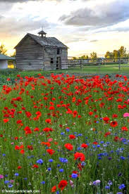 Joli Champ De Jolies Fleurs Paysage Beau Paysage Paysage Fleuri