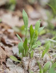 Image result for Rumex acetosella