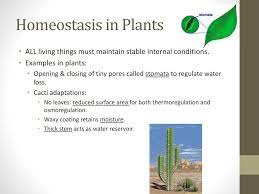 What is an example of homeostasis in plants. 28 2 28 3 Homeostasis Key Concept Homeostasis Is The Regulation And Maintenance Of The Internal Environment Key Concept Body Systems Interact To Ppt Download
