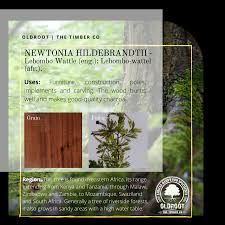 Image result for Newtonia hildebrandtii