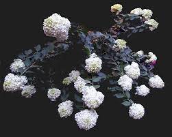 Nyc Hydrangea Bush Flowers Hydrangea Hydrangeabush Hydrangea Bush Hydrangea Flowers