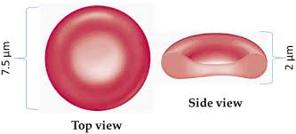 Image result for Red Blood Cell
