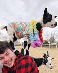 Kids, beginners, and adults are welcome. Everything You Need To Know About Goat Yoga Arizona Linda Hoang Food Travel Lifestyle Blog