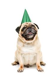 Studio Shot Of Pug Dog In Party Hat Isolated On White