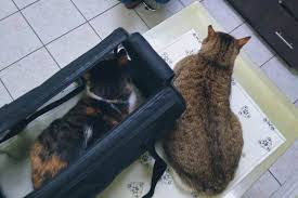 Final thoughts on beau's cystotomy & pu double surgery recovery. Taking Both Cats To The Vet Update On Beau S Pu Surgery 2 Years Later Pets Overload Pet Blog Pet Product Reviews In 2020 Pet Blog Cutest Thing Ever Vets