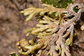 Image result for Selaginella imbricata