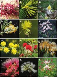 Image result for Fabaceae subfamily Caesalpinioideae