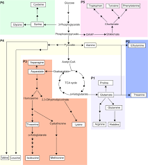 Transcriptional Regulation Of Amino Acid Metabolism In Response To Nitrogen Deficiency And Nitrogen Forms In Tea Plant Root Camellia Sinensis L Scientific Reports