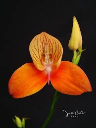 Image result for Disa woodii