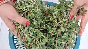 कुल्फा की सब्जी बनाने की आसान विधि | kulfa ki sabji | kulfa ki bhaji recipe - YouTube