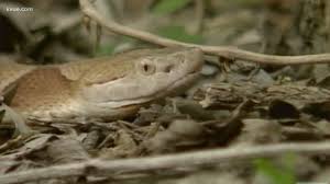 As the best pest control company in houston texas; Beware Of Snakes Springtime In Central Texas Brings Out Slithering Serpents Cbs19 Tv