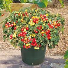 We did not find results for: How To Grow Cherry Tomatoes In Pots Plant Instructions