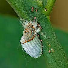 What are white louse scale? Scale Insect Insect Britannica