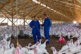 Farm fresh eggs for sale! It S Already Time To Reserve Thanksgiving Turkeys With Sellouts Expected For Small Birds Sfchronicle Com