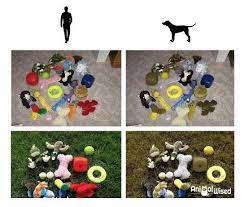 Dog Boarding Near Me Dog Hives Dog Training Tools