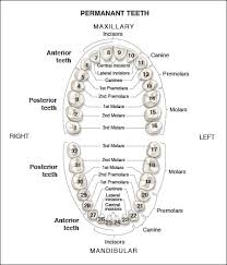 Permanent Dentition An Overview Of Dental Anatomy