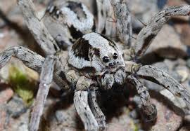 Watch uncle goat and little lucy as they show you how to kill a giant spider. Huge Spider Assumed Extinct In Britain Discovered On Mod Site After Quarter Of A Century The Independent
