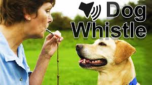 It is a high pitch frequency generator app that is handy to have with you at all. Dog Whistle Sound Youtube