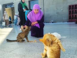 Kucing-kucing di Masjid Quba ini tampak sehat dan tambun. Mereka tumbuh  subur karena banyaknya jamaah yang memberi makan. Saya menyempatkan memberi  makan mereka nugget usai menunaikan ibadah. Sungguh Allah telah menjamin  rezeki