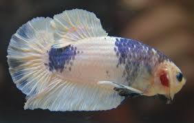 Betta Fish Imported Male Over Halfmoon Plakat Male Fancy Betta Betta Fish Siamese Fighting Fish