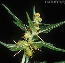 Image result for Xanthium spinosum
