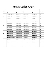 Mrna Codon Chart