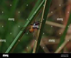 Image result for Merremia verecunda