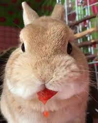 Check spelling or type a new query. 9gag Cute Bunny Eating Strawberry Facebook