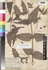 Image result for Aspilia kotschyi